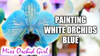 DIY Blue Orchid  How blue Phalaenopsis Orchids are made [upl. by Dovev]