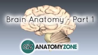 Basic Parts of the Brain  Part 1  3D Anatomy Tutorial [upl. by Elbart]