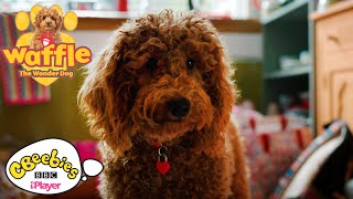 Waffle the Wonder Dog Paints a Picture  CBeebies [upl. by Leia51]