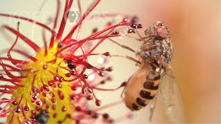 Cape Sundews Trap Bugs In A Sticky Situation  Deep Look [upl. by Max]