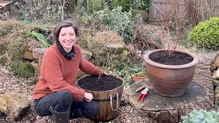 Repotting Blueberry Bushes  Homegrown Garden [upl. by Terrab]