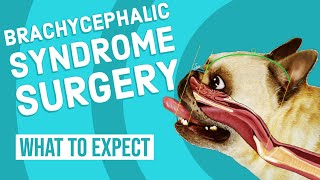 Brachycephalic Syndrome Surgery  What to Expect [upl. by Nivart]