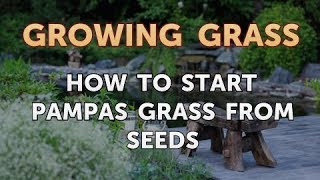 How to Start Pampas Grass From Seeds [upl. by Sauveur879]