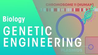 Genetic engineering  Genetics  Biology  FuseSchool [upl. by Alves789]