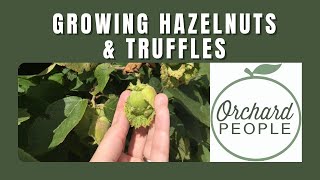 Growing Hazelnut Shrubs with Truffles [upl. by Dugald]