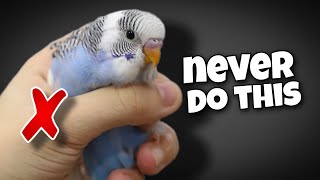 12 Things You Should Never Do to Your Budgie [upl. by Natiha]