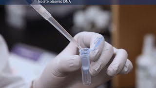 How to Purify Molecular Grade Plasmid DNA [upl. by Matthia]