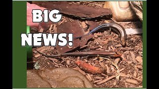 Whoa Big News About My FiveLined Skink [upl. by Eladnar]