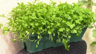 Faire pousser de la coriandre  Growing coriander cilantro ENG SUB [upl. by Enilesor]