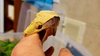 Angry Crested Gecko [upl. by Guillema411]