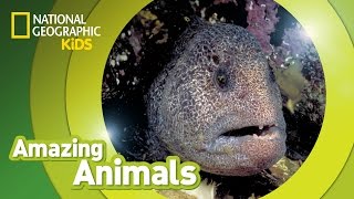 Wolf Eel  Amazing Animals [upl. by Yenahc]