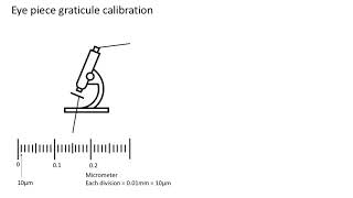 Eye piece graticule calibration A level biology AQA [upl. by Atahs9]