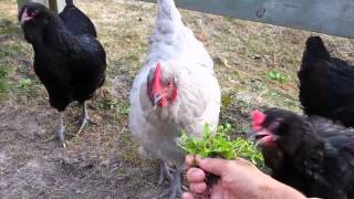 Herbs for Hens Chickweed [upl. by Itteb856]