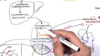 Endocrinology  Calcium and Phosphate Regulation [upl. by Arlan179]