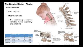 Cervical Flexion amp Extension BIOMECHANICS [upl. by Richards]