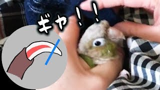 こんな切り方！インコの爪切り ウロコインコ・ごま [upl. by Garold]