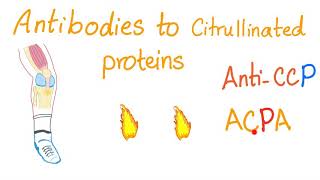 AntiCyclic Citrullinated Peptide antiCCP  Rheumatoid Arthritis RA Rheumatology Labs [upl. by Gilligan]