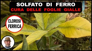 SOLFATO DI FERRO per la cura delle piante con foglie gialle [upl. by Leahcimrej]