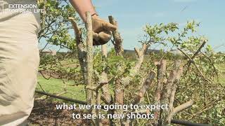 How to Prune Blueberry Bushes [upl. by Eniamurt]