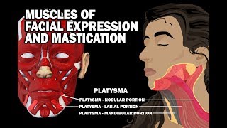 MUSCLES OF FACIAL EXPRESSION AND MASTICATION [upl. by Durarte]