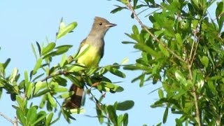 Great Crested Flycatcher Calls [upl. by Frankie]