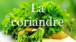 LA CORIANDRE 🌱 comment la semer cultiver et récolter [upl. by Kirst]