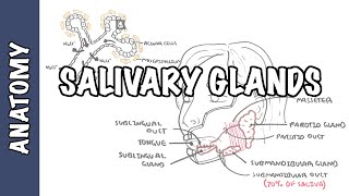 Salivary glands  Anatomy and Physiology [upl. by Hcahsem450]