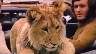 A lion called Christian The whole Documentary Full length [upl. by Oigolue]