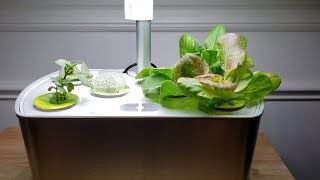 One Month With The Aerogarden From Seed to Harvest [upl. by Dorena]