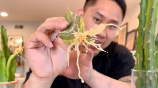 How to Root Dragon Fruit Cuttings QUICKEST amp EASIEST Way [upl. by Jasisa]