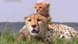 Cute baby cheetah cubs in danger  BBC wildlife [upl. by Ahkeber727]