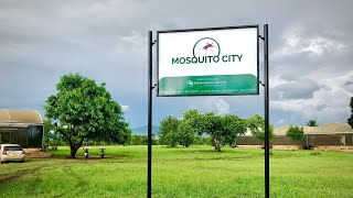 Welcome to Mosquito City [upl. by Cath]