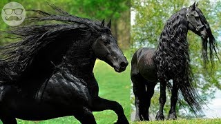 20 Animales Más HERMOSOS Del Mundo 🦄 [upl. by Nythsa]