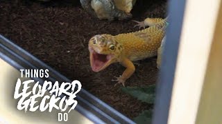 16 Things That Leopard Geckos Do [upl. by Adley321]