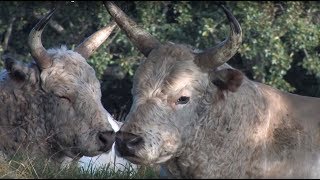 The Wild Cattle of Chillingham [upl. by Bekah]