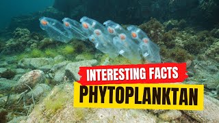 Phytoplankton Facts [upl. by Delaryd]