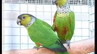 Quiet Conures Pyrrhura Green Cheek and Family [upl. by Lustick111]