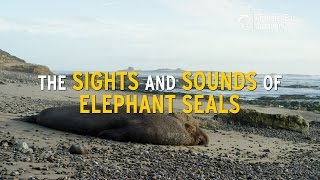 The Sights And Sounds Of Elephant Seals [upl. by Akirdnuhs]