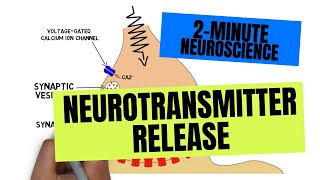 2Minute Neuroscience Neurotransmitter Release [upl. by Essilrahc]