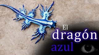 Animales raros El quotDragón azulquot o Glaucus Atlanticus [upl. by Sochor495]