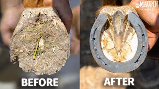 Satisfying Full Horse Hoof Restoration  4K FARRIER ASMR [upl. by Lleirbag]