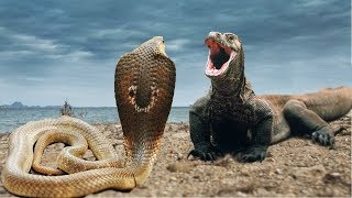 Komodo Vs Snake Cobraquotreal fightquotvideo [upl. by Avram]