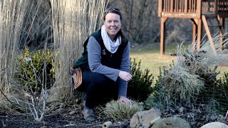 PETITTI  How to Prune Ornamental Grasses in Spring [upl. by Nodyarb961]