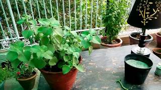 How to grow and care for ajwain plantcarom seed plant [upl. by Darcey876]