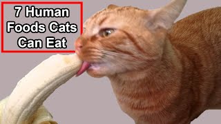 7 Available Human Foods Cats Can Eat [upl. by Waxman]