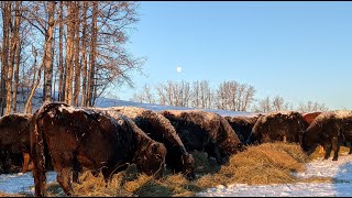 Winter on Alberta Ranch [upl. by Htirehc]