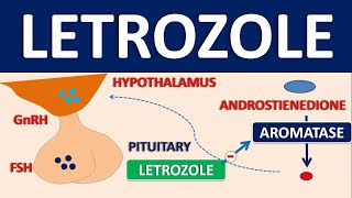 Letrozole  Mechanism side effects precautions and uses [upl. by Ferdinande]