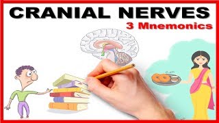 Cranial Nerves  Mnemonic series  26 [upl. by Mccurdy373]