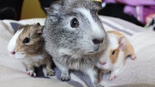 Meerschweinchen Babys von Trüffel  Die Meeries [upl. by Subak]