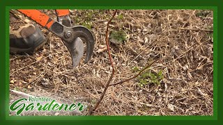 Pruning Young Blueberry Shrubs  Volunteer Gardener [upl. by Kass430]